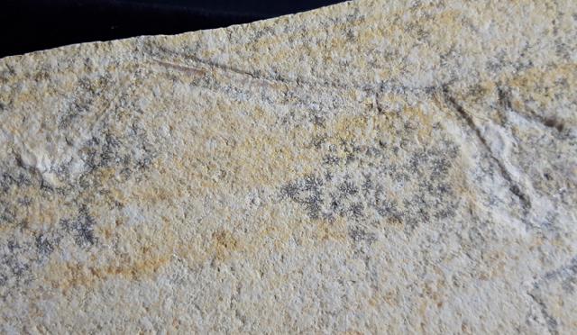 Mecochirus longimanatus SCHLOTHEIM 1820 mit Spur - Bild © FossNet FossilienStore